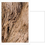 Driftwood by K.B. White