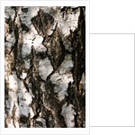 Birchwood by K.B. White