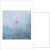 Lotus, 2011 by Luke Elwes