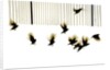 Starlings, 2003 by Martin Mossop