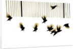 Starlings, 2003 by Martin Mossop