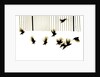 Starlings, 2003 by Martin Mossop