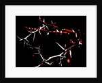 Crown of Thorns, 2015 by Joy Lions