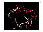 Crown of Thorns, 2015 by Joy Lions