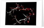 Crown of Thorns, 2015 by Joy Lions