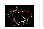 Crown of Thorns, 2015 by Joy Lions
