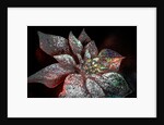 Rainbow Poinsettia for my Darling, 2017 by Joy Lions