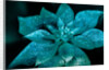 Turquoise Poinsettia for my Darling, 2017 by Joy Lions