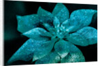 Turquoise Poinsettia for my Darling, 2017 by Joy Lions