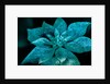 Turquoise Poinsettia for my Darling, 2017 by Joy Lions