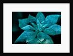 Turquoise Poinsettia for my Darling, 2017 by Joy Lions