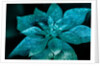 Turquoise Poinsettia for my Darling, 2017 by Joy Lions