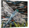 Dart - Emperor Dragonfly At Riverside, 2016 by Kirstie Adamson