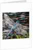 Dart - Emperor Dragonfly At Riverside, 2016 by Kirstie Adamson
