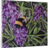 Buzz - Bumble Bee On Lavender, 2016 by Kirstie Adamson