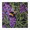Buzz - Bumble Bee On Lavender, 2016 by Kirstie Adamson