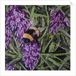 Buzz - Bumble Bee On Lavender, 2016 by Kirstie Adamson