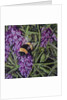 Buzz - Bumble Bee On Lavender, 2016 by Kirstie Adamson
