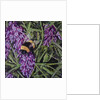Buzz - Bumble Bee On Lavender, 2016 by Kirstie Adamson