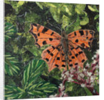 Flutter - Comma Butterfly On Japonica, 2016 by Kirstie Adamson