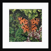 Flutter - Comma Butterfly On Japonica, 2016 by Kirstie Adamson