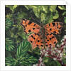 Flutter - Comma Butterfly On Japonica, 2016 by Kirstie Adamson