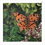 Flutter - Comma Butterfly On Japonica, 2016 by Kirstie Adamson