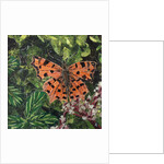 Flutter - Comma Butterfly On Japonica, 2016 by Kirstie Adamson