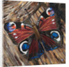 Awaken Peacock Butterfly On Woodpile, 2016 by Kirstie Adamson
