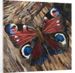 Awaken Peacock Butterfly On Woodpile, 2016 by Kirstie Adamson