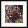 Awaken Peacock Butterfly On Woodpile, 2016 by Kirstie Adamson