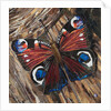 Awaken Peacock Butterfly On Woodpile, 2016 by Kirstie Adamson