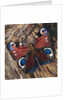Awaken Peacock Butterfly On Woodpile, 2016 by Kirstie Adamson