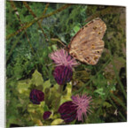 Flit - Satyr Butterfly On Thistle, 2016 by Kirstie Adamson