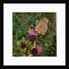 Flit - Satyr Butterfly On Thistle, 2016 by Kirstie Adamson