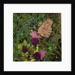 Flit - Satyr Butterfly On Thistle, 2016 by Kirstie Adamson