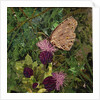 Flit - Satyr Butterfly On Thistle, 2016 by Kirstie Adamson