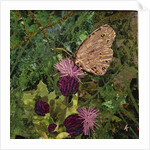 Flit - Satyr Butterfly On Thistle, 2016 by Kirstie Adamson