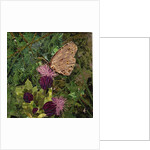 Flit - Satyr Butterfly On Thistle, 2016 by Kirstie Adamson