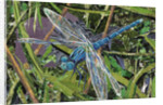 Blue Dragonfly, 2017 by Kirstie Adamson
