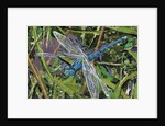 Blue Dragonfly, 2017 by Kirstie Adamson