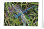 Blue Dragonfly, 2017 by Kirstie Adamson