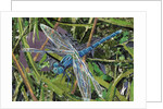 Blue Dragonfly, 2017 by Kirstie Adamson