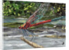 Red Dragonfly, 2017 by Kirstie Adamson