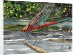 Red Dragonfly, 2017 by Kirstie Adamson