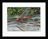 Red Dragonfly, 2017 by Kirstie Adamson