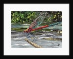 Red Dragonfly, 2017 by Kirstie Adamson