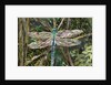 Turquoise Dragonfly, 2017 by Kirstie Adamson