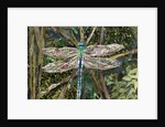 Turquoise Dragonfly, 2017 by Kirstie Adamson