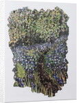Bluebell Wood, 2017 by Kirstie Adamson